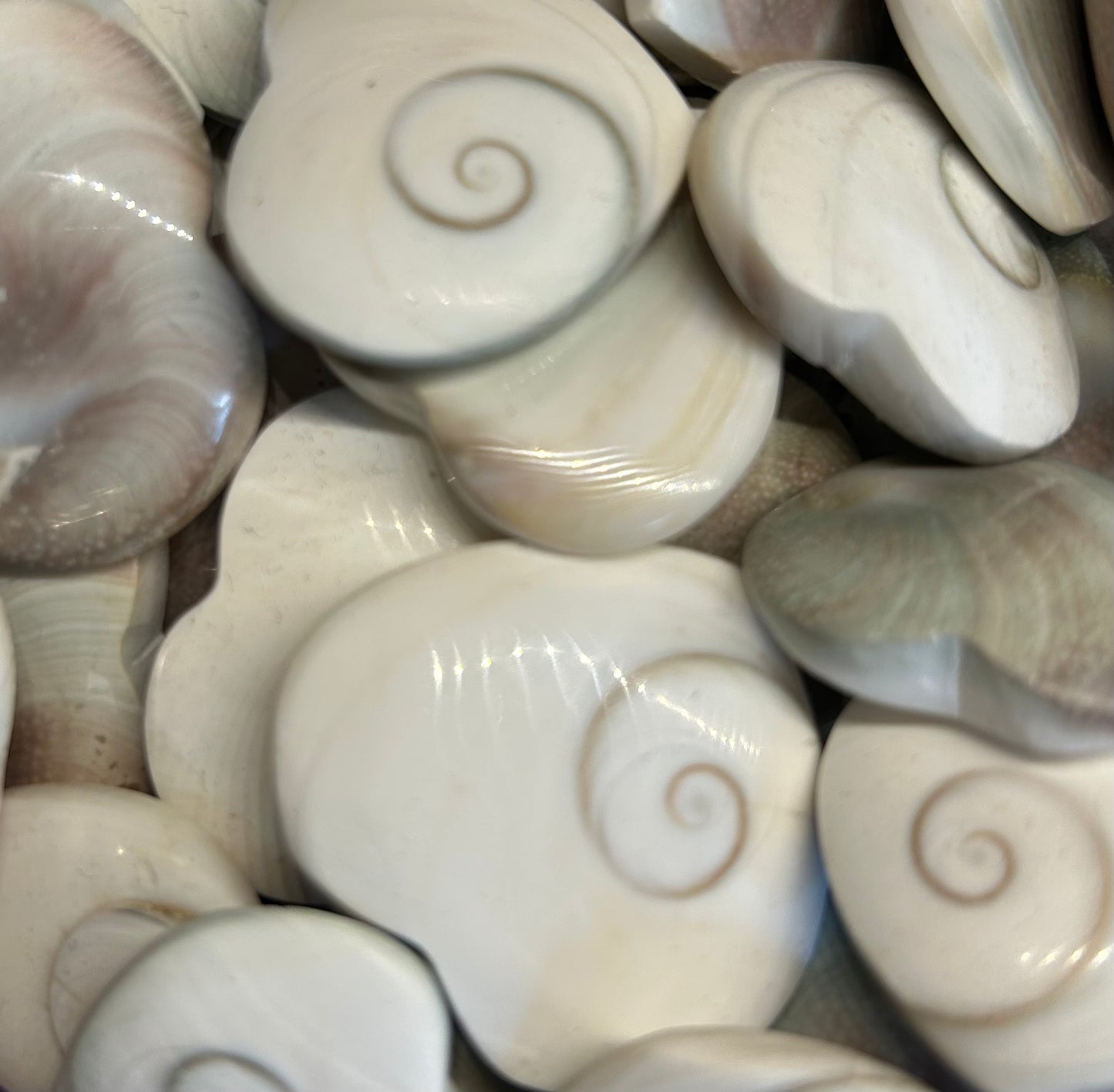 Polished Shell Hearts