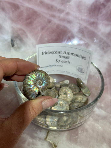 Iridescent Ammonites Small Mountain Mineral Market