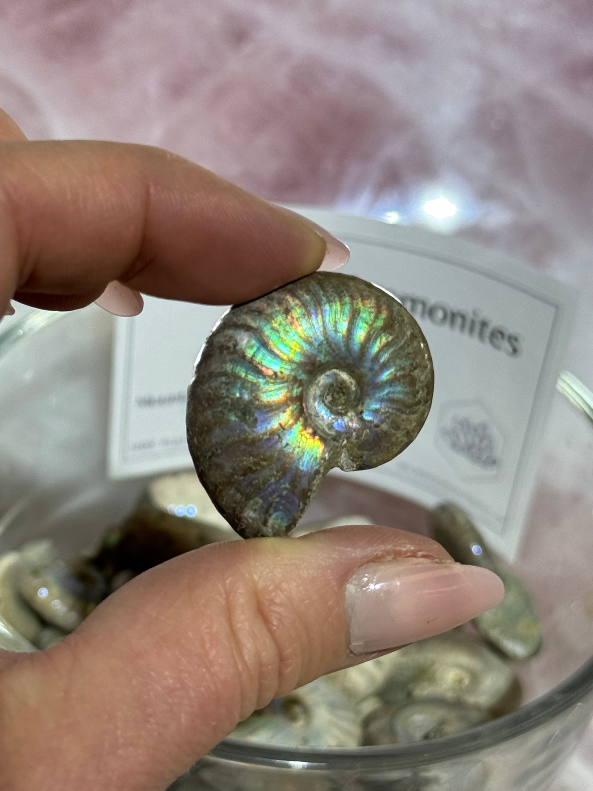 Iridescent Ammonites Small Mountain Mineral Market