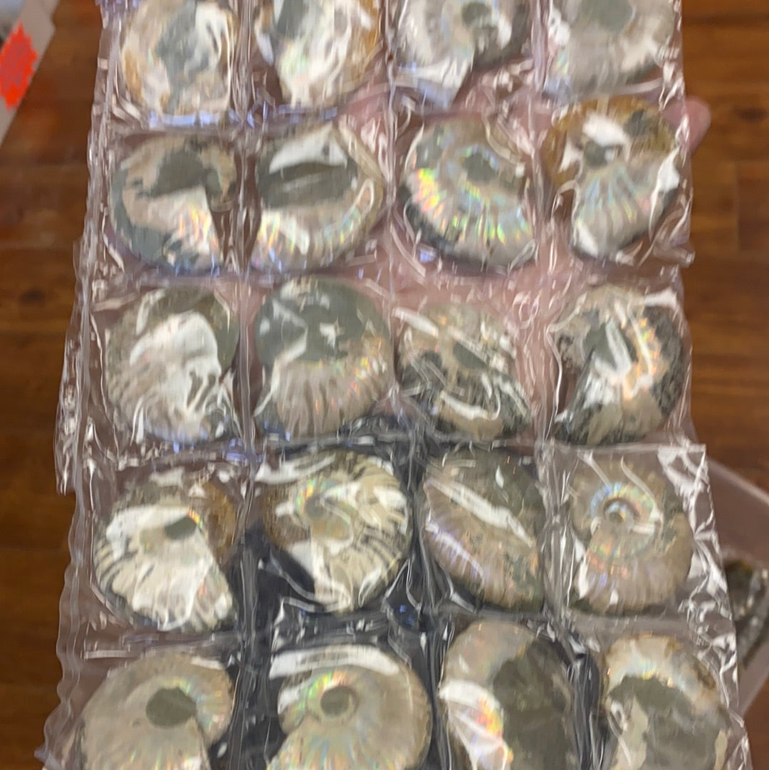 Iridescent Ammonite sheets MMM