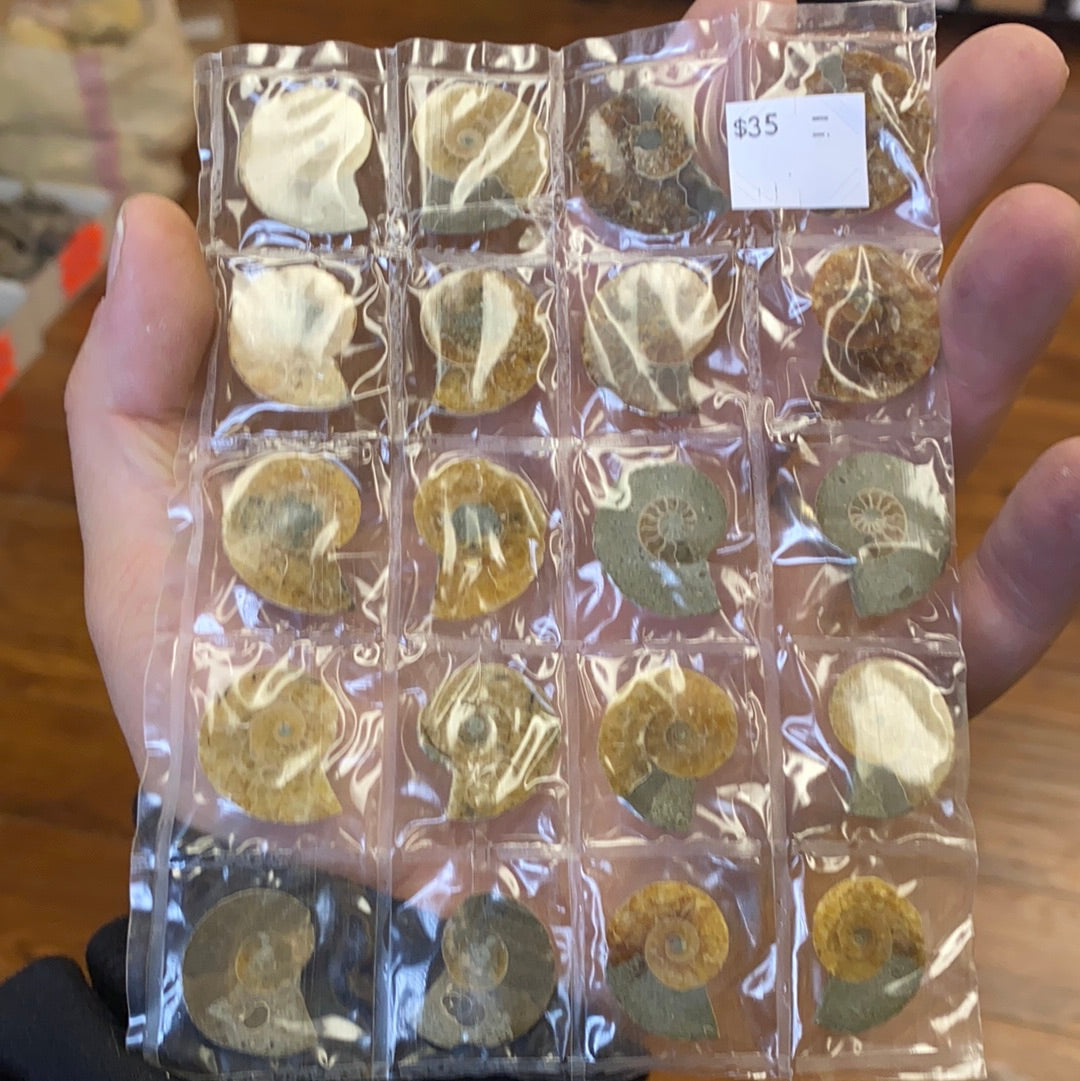 Iridescent Ammonite sheets MMM