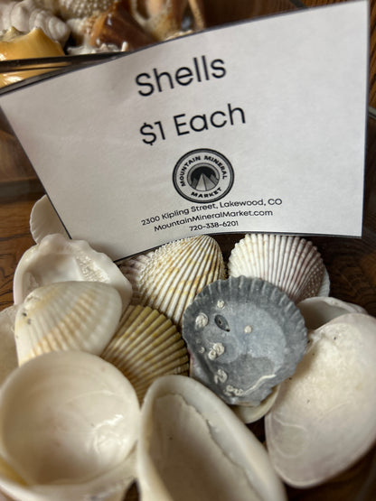 Florida Seashells