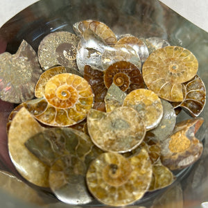 Iridescent Ammonite Halves Small
