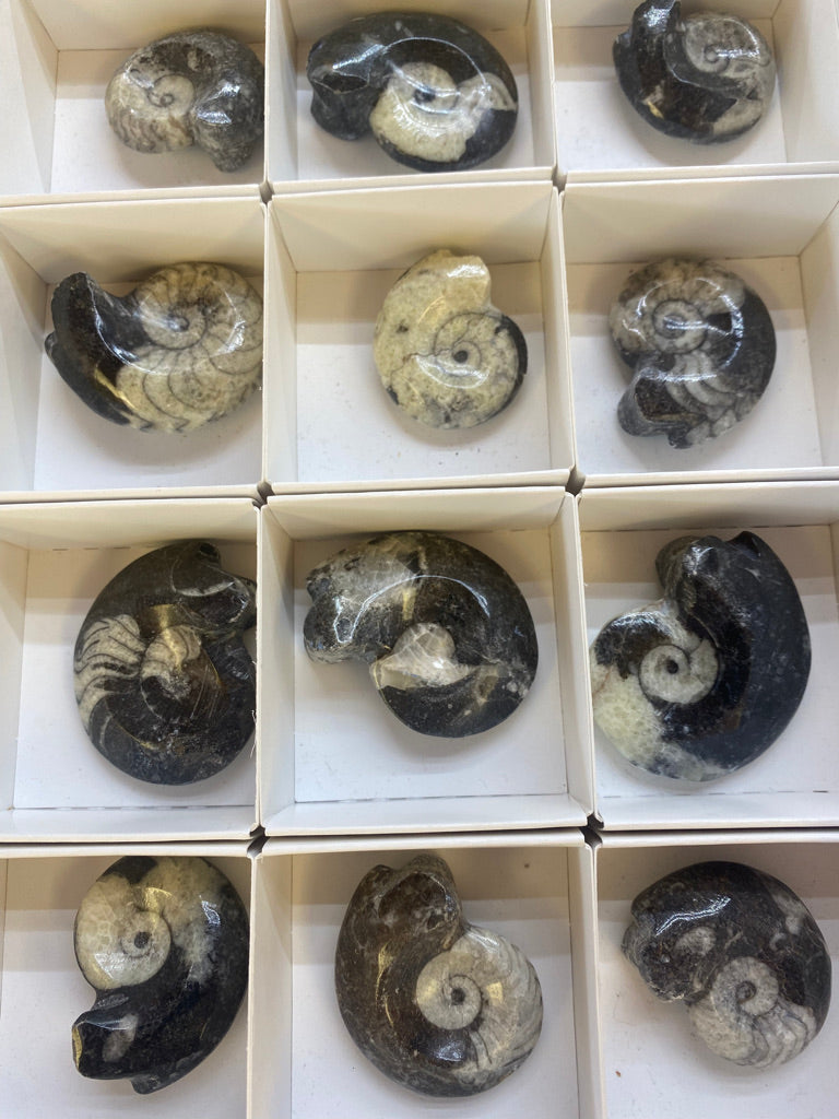 Ammonite MMM