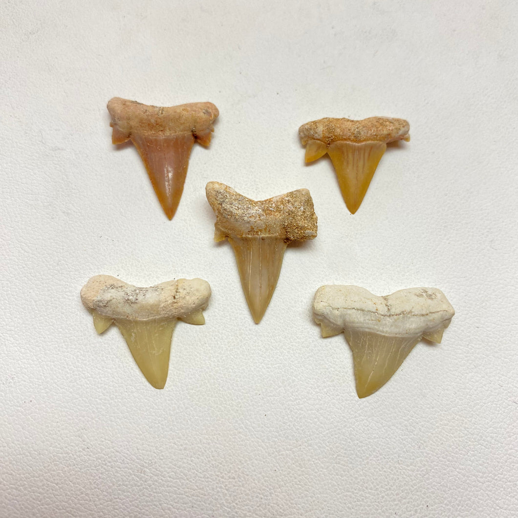 Moroccan Shark Teeth