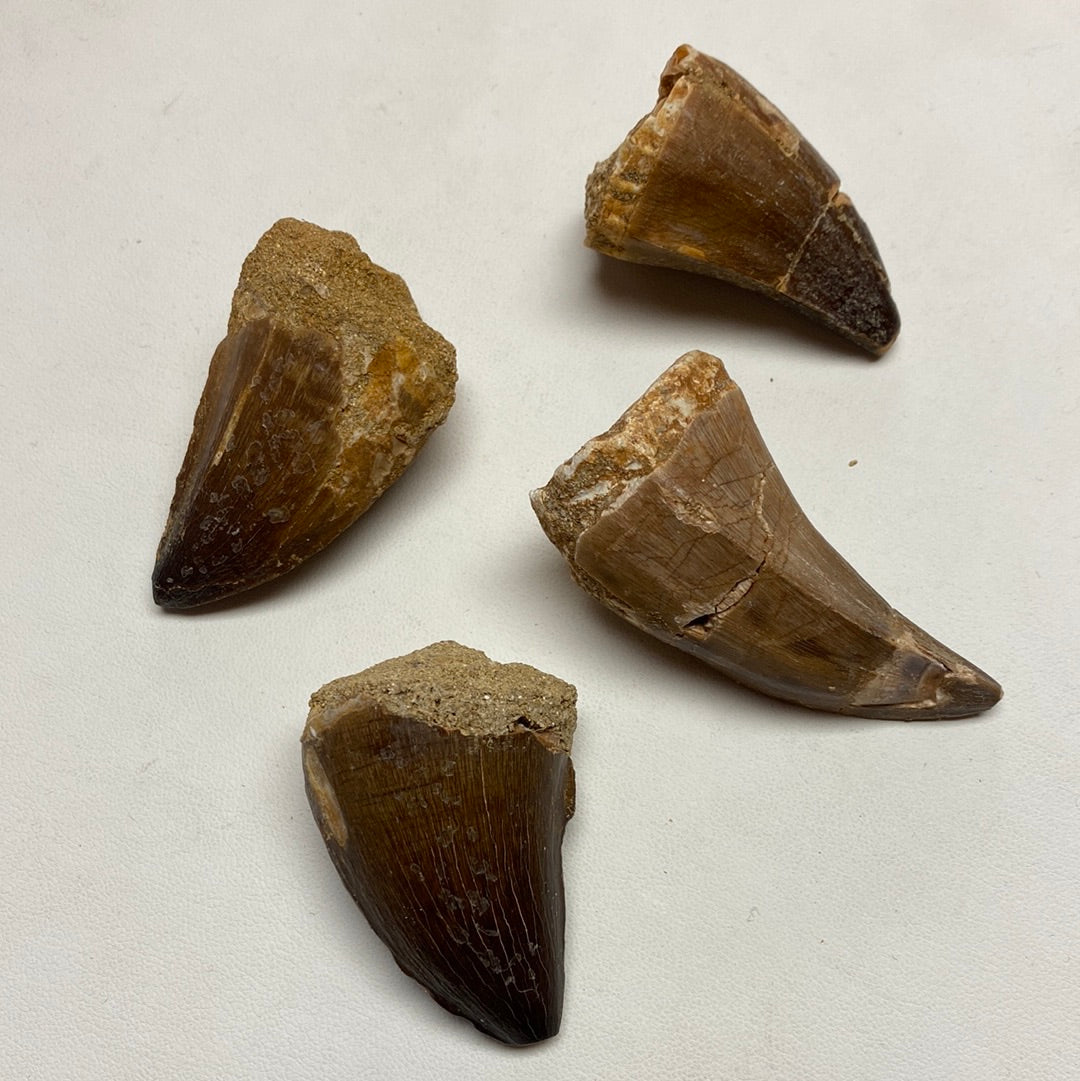Mosasaurus Teeth Large Mountain Mineral Market